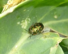 Eurydema