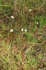 Pimelea flava dichotoma