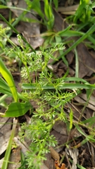 Daucus glochidiatus