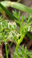 Daucus glochidiatus