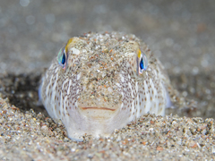 Torquigener flavimaculosus