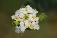 Pimelea flava dichotoma