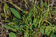 Cyperus brevifolioides