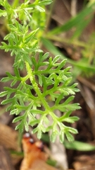 Daucus glochidiatus