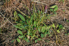 Cyperus brevifolioides
