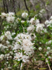 Calytrix alpestris