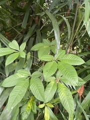 Vitex pinnata