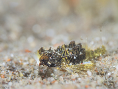 Eurypegasus draconis