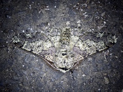 Biston robustum robustum