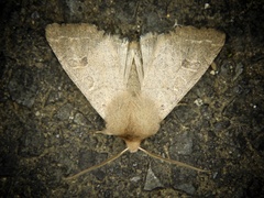 Anorthoa angustipennis