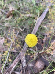 Craspedia variabilis