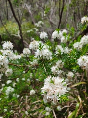 Calytrix alpestris