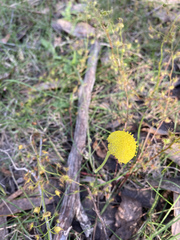 Craspedia variabilis