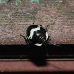 Poecilocoris lewisi