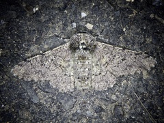 Biston robustum robustum