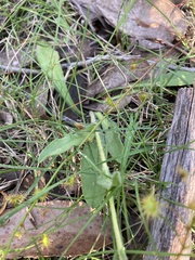 Craspedia variabilis