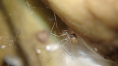 Micropholcus fauroti