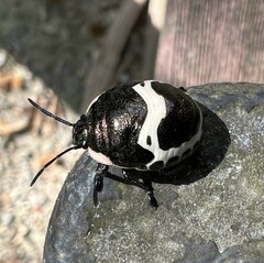 Poecilocoris lewisi