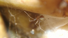 Micropholcus fauroti