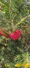 Melaleuca quadrifida