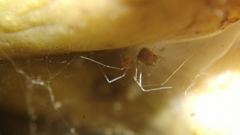 Micropholcus fauroti