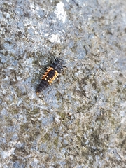 Harmonia axyridis