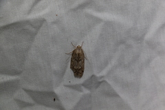 Hofmannophila pseudospretella