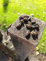 Harmonia axyridis
