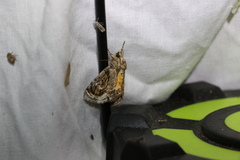 Zalissa catocalina