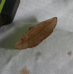 Antictenia punctunculus