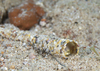 Pectinaria aegyptia - Photo (c) Rafi Amar, some rights reserved (CC BY-NC), uploaded by Rafi Amar