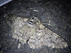 Biston robustum robustum