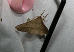 Antictenia punctunculus