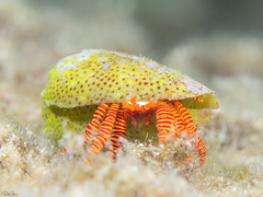 Ciliopagurus strigatus