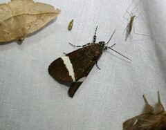 Coenotoca subaspersa