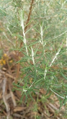 Olearia axillaris