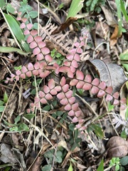 Adiantum flabellulatum