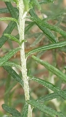 Olearia axillaris