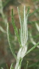 Olearia axillaris