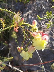Lechenaultia linarioides