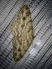 Ectropis crepuscularia