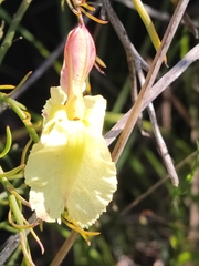 Lechenaultia linarioides