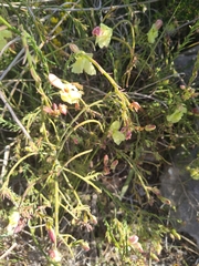 Lechenaultia linarioides