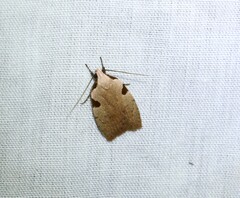 Zonopetala quadripustulella