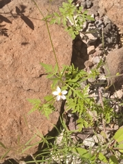 Coreocarpus parthenioides parthenioides