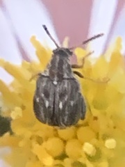 Meibomeus musculus