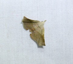 Esthlodora versicolor