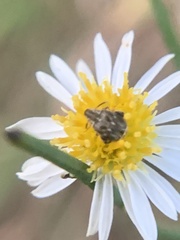 Meibomeus musculus