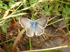 Polyommatus