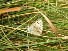 Polyommatus